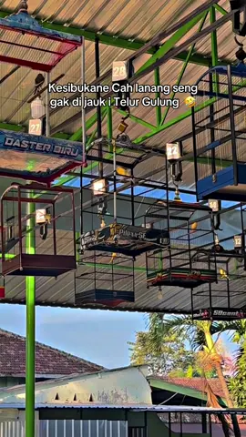 Lah aku Lanang i tapi dulinane Manuk huduk wanita 🤣  #kenarimaniaindonesia #kenarimalangraya #kenarimania #kicaumaniaindonesia #burungkenariindonesia 
