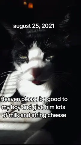 #cats #rip #imissu #socks 