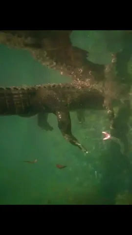 #crocodile #wildlifevideos #nature #amazinganimals #animalsworld 