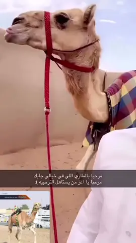 وداعاً ي بطله🤩#حلاوه_اللقاء #الهجن_العربية_الاصيلة_زمول_حيل_النام #عطايا_الله🐪 