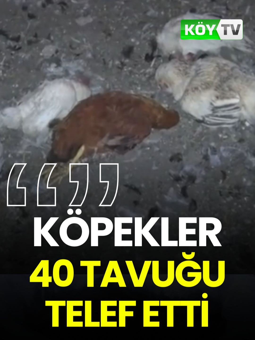 Köpekler 40 Tavuğu Telef Etti Kocaeli’de bir kadın çiftçinin 40 tavuğu, gece köpek saldırısı sonucu telef oldu! 22 yıllık emeği ve geçimi bir gecede yok olan Fatma Yılmaz, pes etmiyor ve mücadeleye devam ediyor. Kaynak - İHA #çiftçi #tarım #ziraat #köy #köpek #kadın #hayvan #haber #sondakika