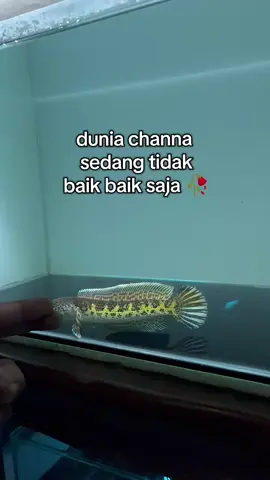 semoga kasusnya cepet selesai yaa para korban ✨ #channa #channakibo #beranda #channaindonesia #aurantimaculata 