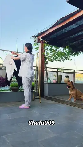 #粉丝一千万#dog#funny#foryou#fyp 