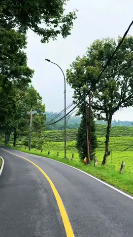 Kebun teh ciwidey, Rancabali  #wisatabandung #ciwidey #alam #kebunteh #rancabali 