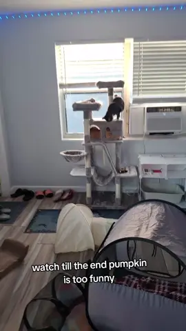#catsoftiktok #trending?videos🔥fyp #fypシ゚viral #saveacat 