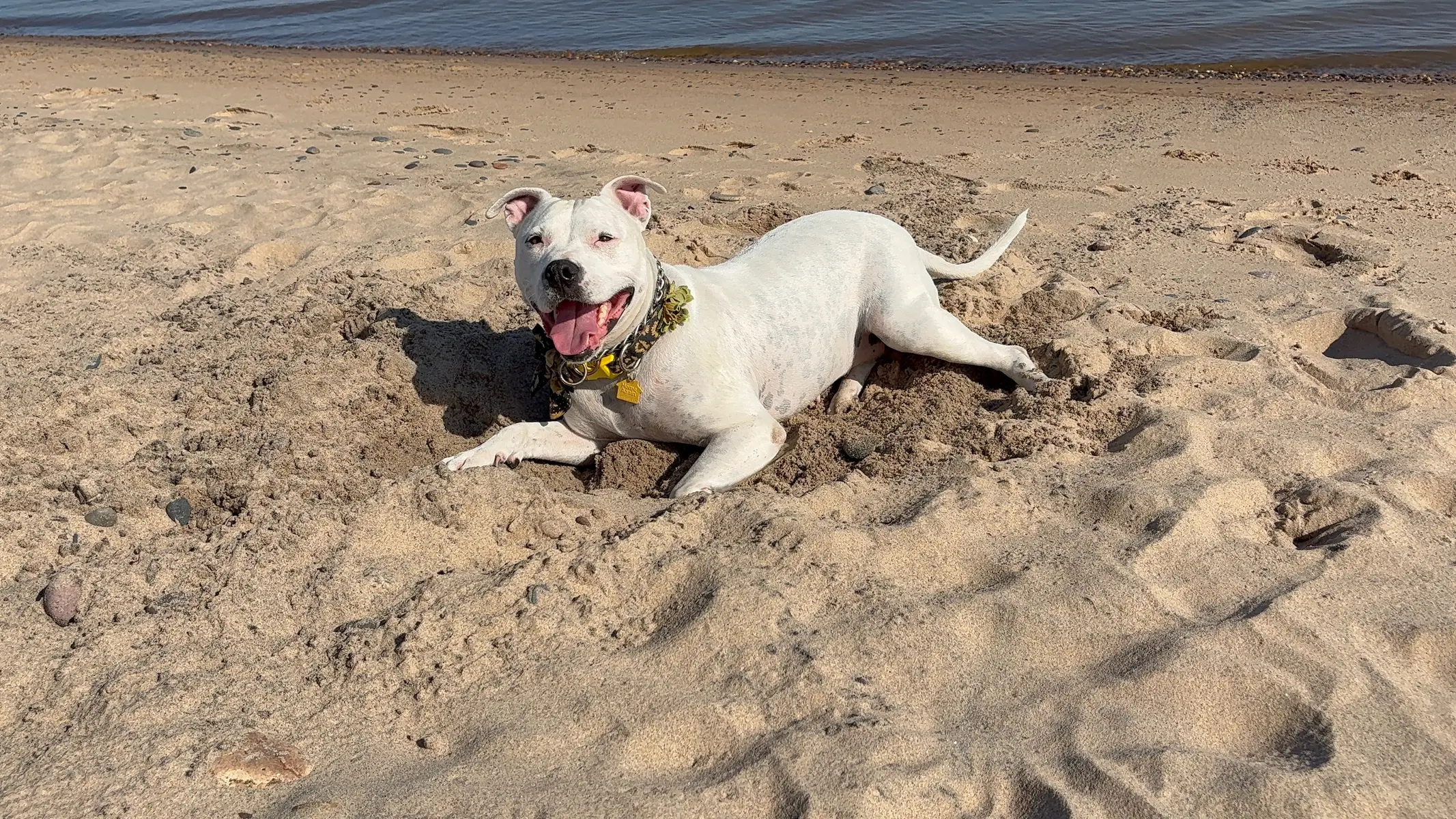 Cutest travel dog in existence #dog #dogtok #staffie #happydog