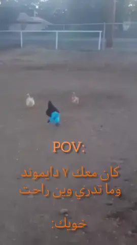 كان معك 7 دايموند وما تدري وين راحت    خويك#ال #الشعب_الصيني_ماله_حل😂😂 #الرياض #السعودية #الترند 