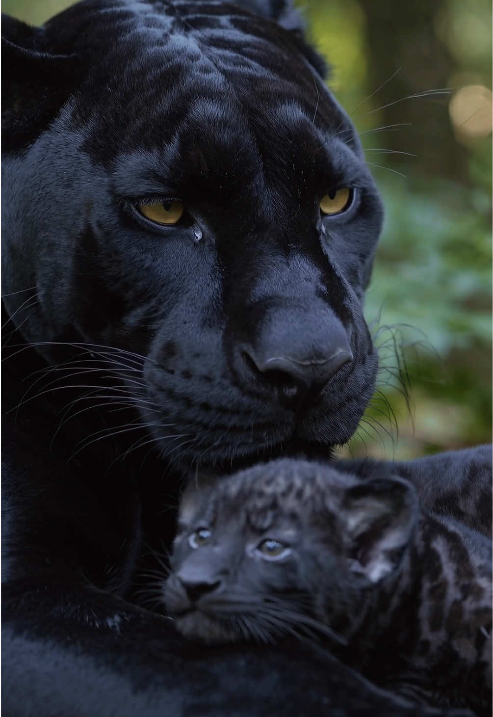 Shadows of love 🐆🖤 — a black panther shelters its cub in the heart of the jungle, strength cloaked in darkness and softened by a rare tenderness 🌿🌌 Where mystery meets legacy beneath the leaves ✨🌍 #PantherBond #ShadowGuardians #CubInTheWild #JungleMystery #WildlifeKinship