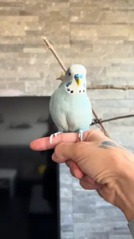 🩶💙💛🤍 #animals #budgies #animallover #animalsoftiktok #petlove 