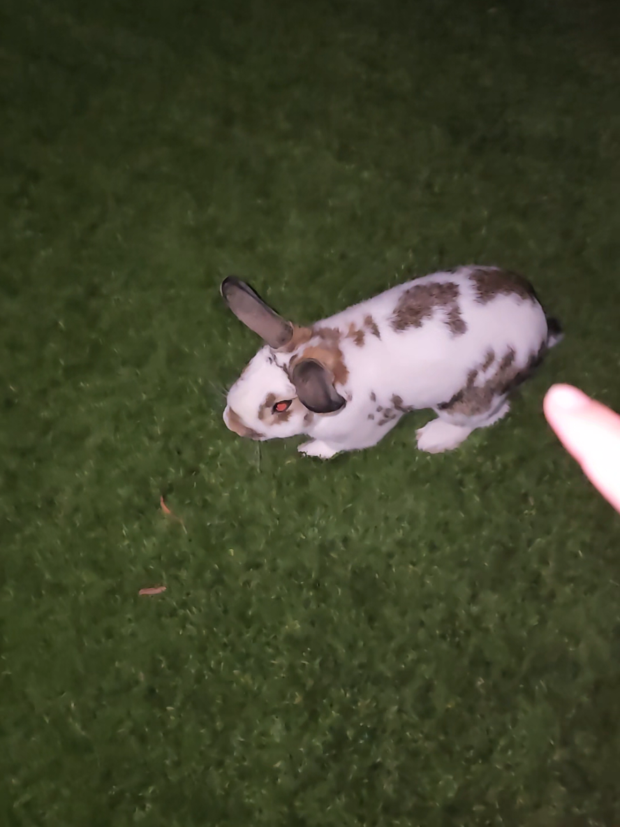 milo if u don't come back inside the coyotes will eat u pls #rabbit #bunny 