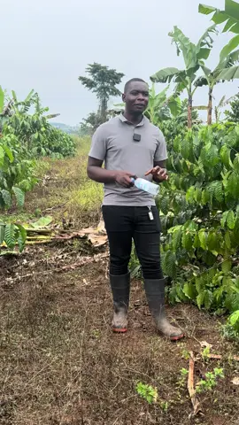 Coffee advice and farm services +256753482025 +256783195949