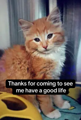 #fatcat #cat #catadoption #fyp 