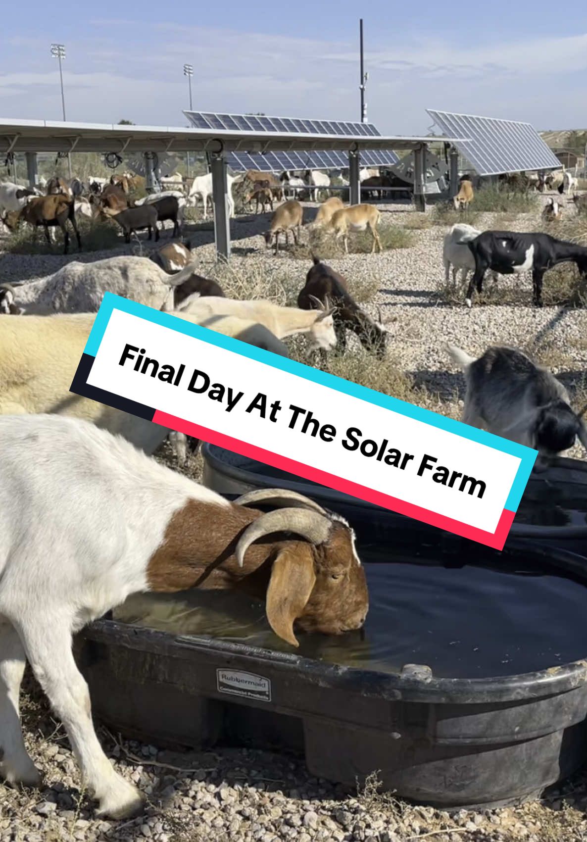 Final day of work at this solar facility!   Stay tuned for some UNBELIEVABLE before and after pics. #goats #goatscaping #goatgrazing #grazinggoats #contractgrazing #contractgoatgrazing #targetedgrazing #targetedgoatgrazing #grazingsystems #prescibedgrazing #prescribedgoatgrazing #systemsgrazing #rentagoat #yardmaintenance #weedremoval #firefuelreduction #brushremoval #thegoatguy #goatguy #bosque #newmexico #cowboymax