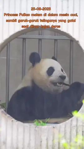 #fubao #fubaopanda #fypシ゚viral #pandalover #pandalife #panda #pandaworld #giantpanda #fyp #baofamily #viralvideo #fubaoinshenshuping #fubaoinshenshupingbase #shenshupingpandabase 