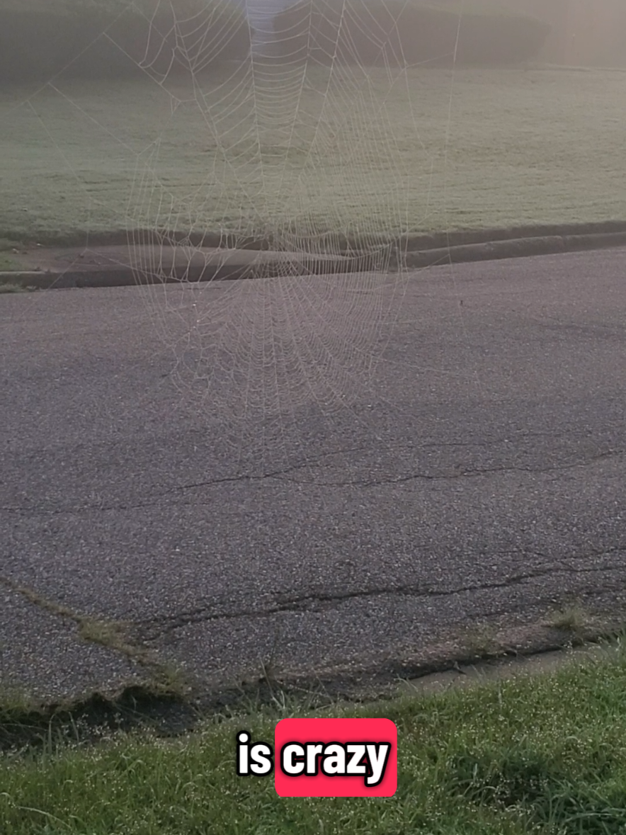massive spider web outside #spdiderweb #spider #spiderwebs 