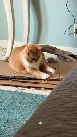 I want to come back as a beloved, fat house cat 🐈 