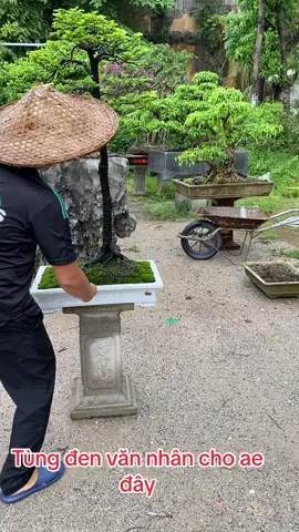 ###TikTokAwardsVN ###bonsai ###xuhuong tùng đen đẹp cho ae 