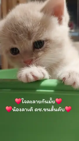#ขายแมวสก็อตติชแท้ #แมวสก็อตติชโฟลด์ #สก็อตติช #แมวเหมียว #แมวน่ารัก 