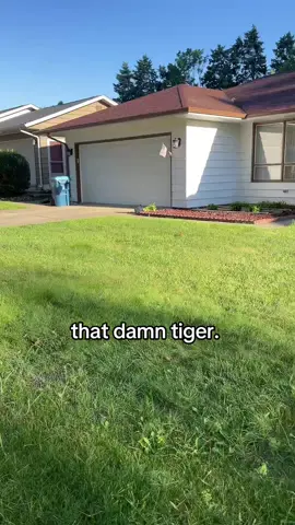 couldn’t stop laughing this morning at this on my walk I actually doubled back to get the video #kpopdemonhunters #derpytiger #huntrix 