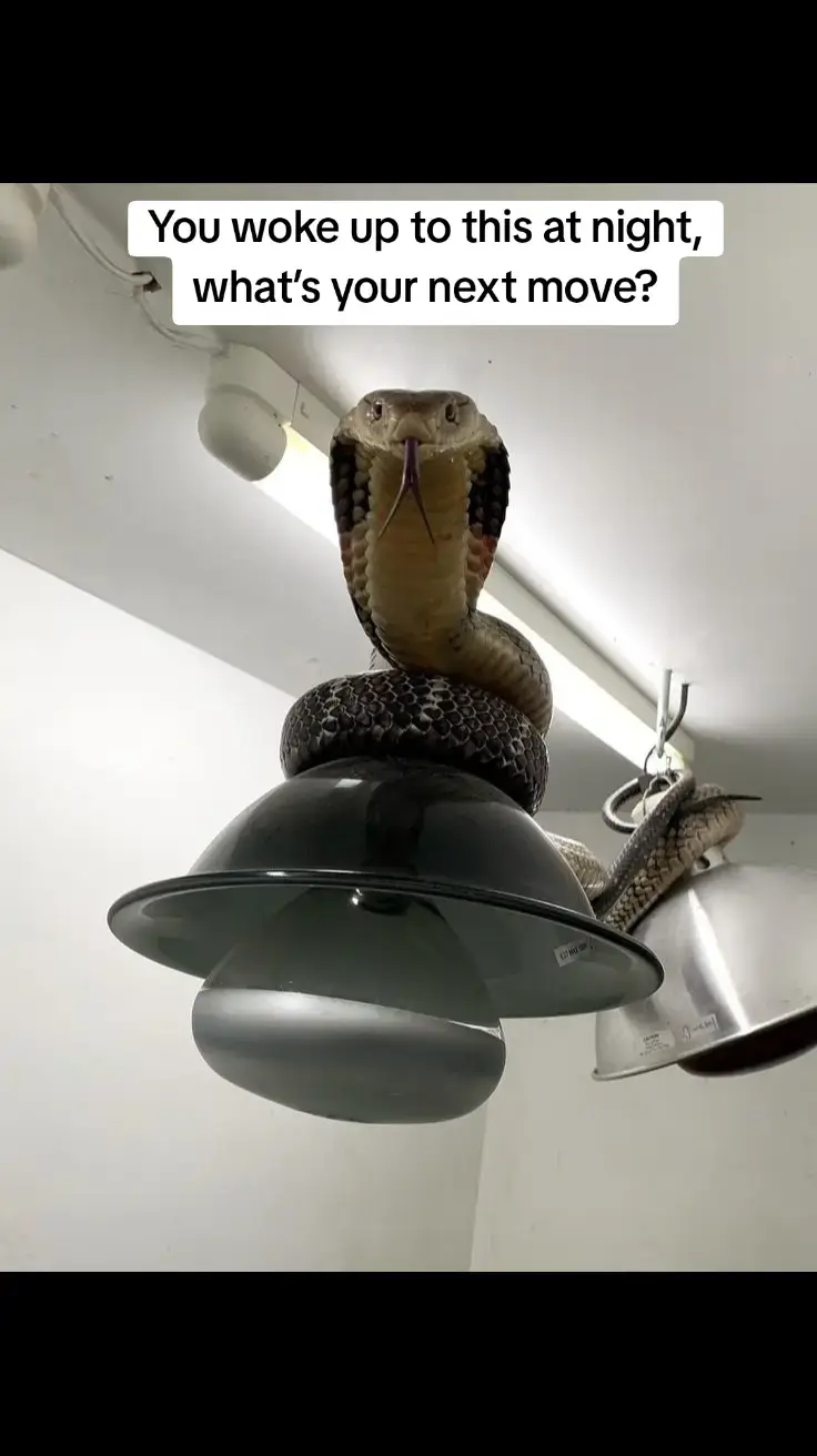 #goviral #fyp #snake #cobra #nigeriatiktok🇳🇬 