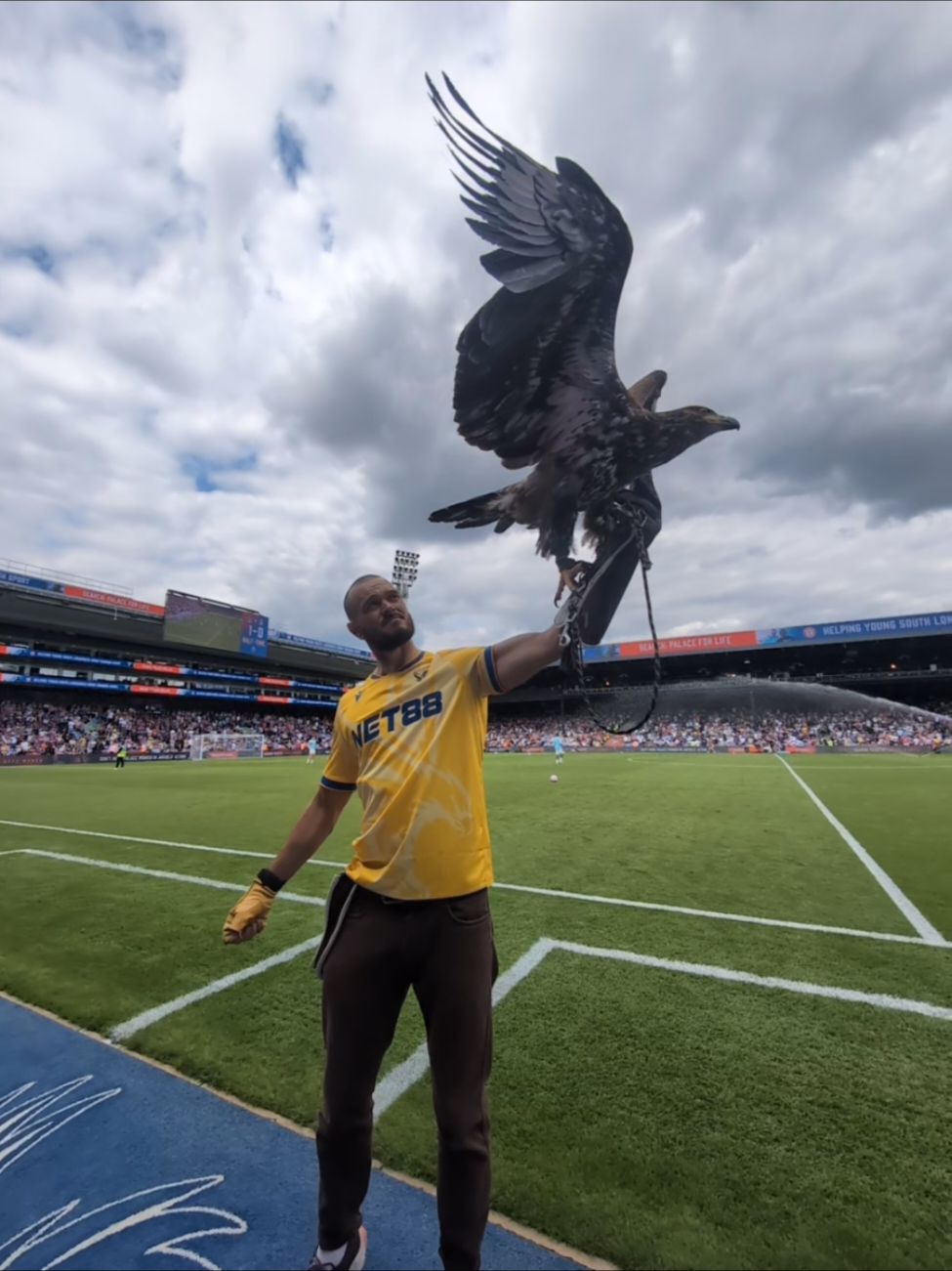 Phoenix stole the show once again at @Crystal Palace yesterday. Although it wasn't a victory against @Nottingham Forest the official live mascot didn't fail to deliver ⚽✨💪❤️💙 . . We also had the honour of meeting new owner Woody Johnson who was not only a lovely person, but he also has a keen interest in Birds. It was great to speak to him about his own experiences with Raptors.  .  We hope the fans enjoyed seeing her as much as she enjoyed showing off! Thanks to all of you that made donations yesterday, these all go towards the care of Phoenix and her buddies at #eagleheightswildlifefoundation  . .  #cpfc #ptid #eagles #selhurstpark 