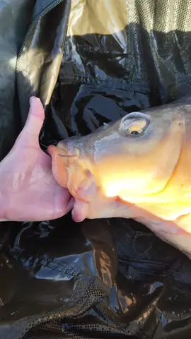 Grandes peces de Orellana #TIKTOK #Viral #Extremadura #peralbaits_official #orellana 
