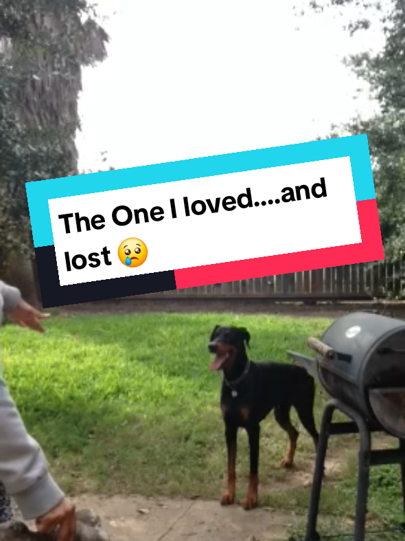 all dogs go to heaven. #dobiemom #doberman 