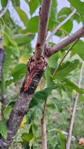 Ljeto je pravo vrijeme za kalemljenje voćki poput #jabuka #apple #fruit #voće #garden 
