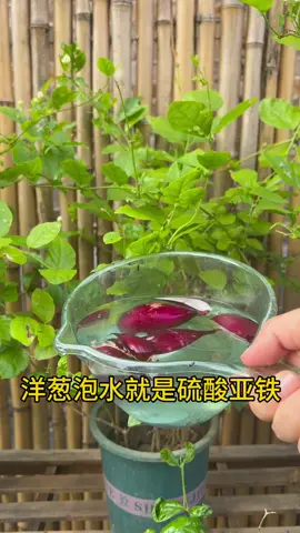 洋葱泡水就是硫酸亚铁！ #花卉绿植 #养花小技巧#上热搜#上热门#长知识