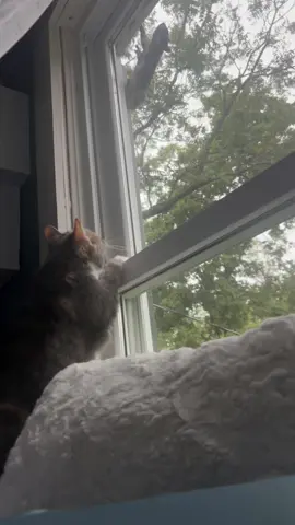 Nature decided to be Toph’s TV today! We both woke up to squirrels running across our window. She loves our new home and all the wildlife that comes with it!  #tophsworld #cattv #talkingcat #ekekekkekkek #catsoftiktok 