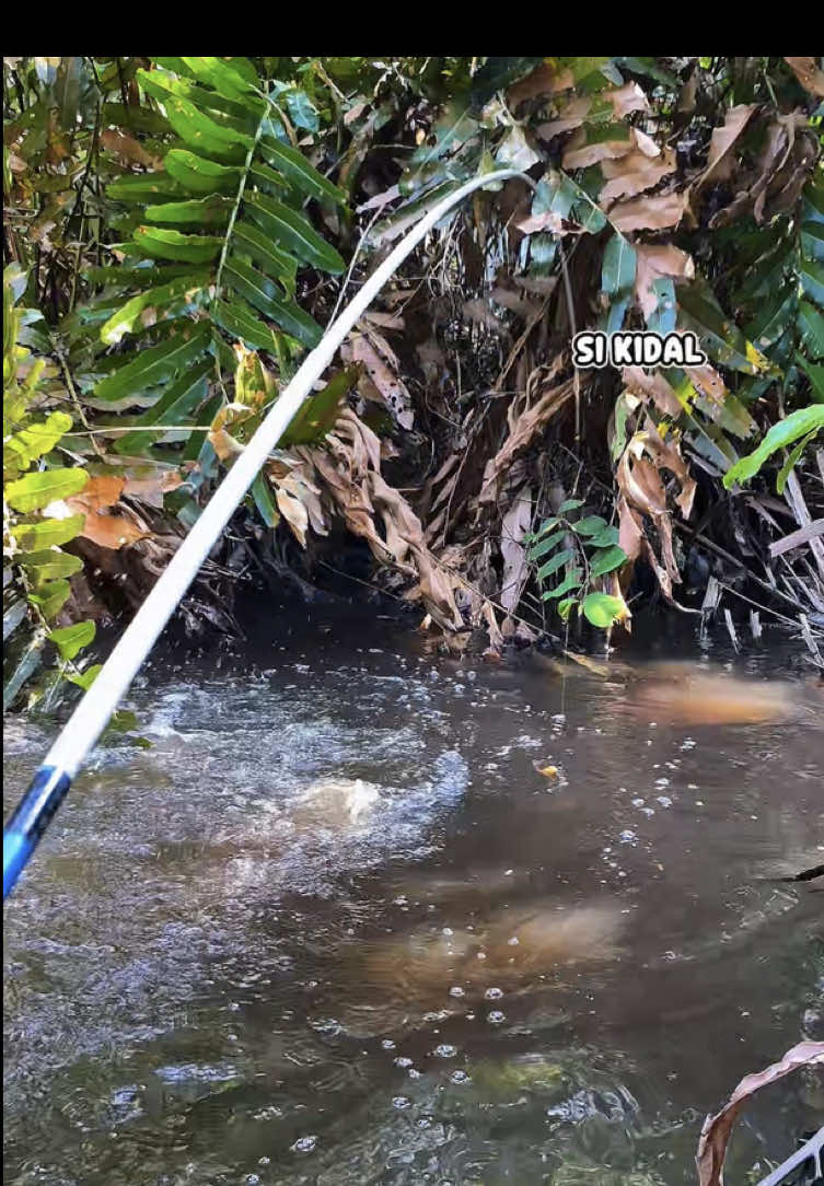hemm besar loh padahal🥲…..KUNJUNGI FACEBOOK:SI KIDAL#SIKIDAL #fyp #mancing #fishing #mancingliar 