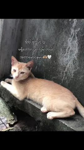 Miss🫶🏻#fypပေါ်ရောက်စမ်း #foryou #hein😡 #viwers #tiktok 