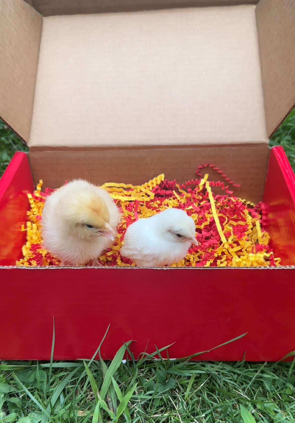 Anyone order 2 Mcchicken’s? #mcdonalds #babychicks #babychick #mcdonaldsbreakfast #fyp  