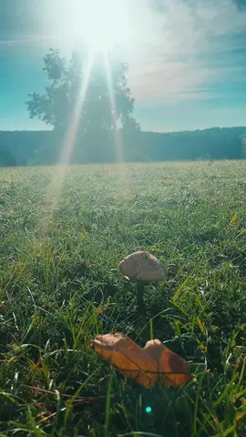 Wow, that was scary 😱 #ghost #fall #spookyseason #mushroom #garden