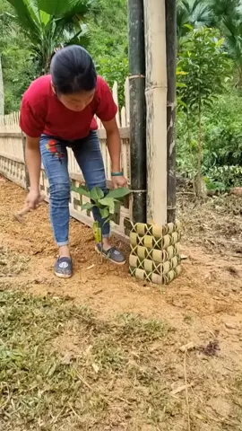 Build Complete Gates And Strong Bamboo Fences Around The Farm, In The Forest