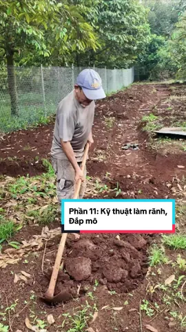 Ngày 12:Kỹ thuật làm rãnh, đắp mô - Phục hồi vườn sầu riêng Long Khánh! #phuchoivuonsaurieng #vuonlongkhanh #luongnongdan #fyp 