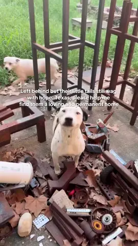Abandoned in a house full of debris💔💔💔 the owner left and said it wasn’t animal cruelty because “it’s been raining so they have plenty of water.” 😭😭😭 Please share and help me find them a loving home#texas #texashelpingtexans #shelterdogs #dogsoftiktok #houston 