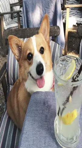 #corgi#corgis 