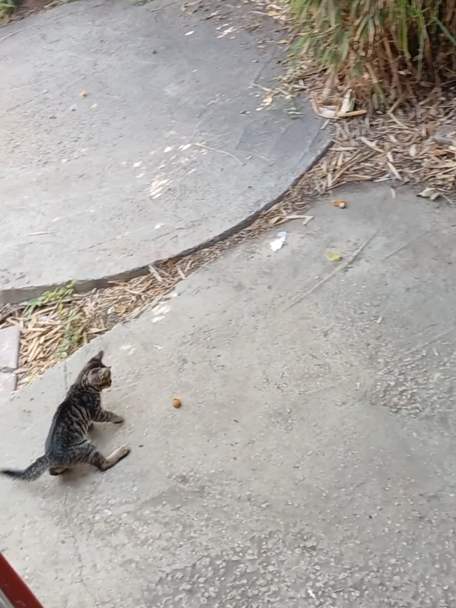ahla baby pussycat ktir mahdum #cute #cat #viralvideo #fypage #funny 