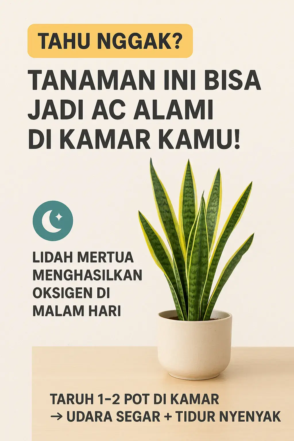 “Tanaman ini punya nama unik: lidah mertua!  Bentuk daunnya panjang, runcing, dan kokoh—katanya melambangkan ketegasan seorang mertua. Tapi jangan salah, lidah mertua justru bawa banyak kebaikan.  Ia dikenal sebagai penyaring udara alami, sanggup menyerap polusi dan bahkan racun berbahaya di dalam rumah. Yang lebih seru lagi, lidah mertua termasuk tanaman super tangguh. Nggak perlu disiram setiap hari, tahan di tempat minim cahaya, dan tetap terlihat segar. Jadi kalau kamu mau rumah adem, sehat, dan tetap estetik… coba deh pelihara lidah mertua. Satu tanaman, banyak manfaat!” 🌱✨ #funfact #info #alami #fyp #tanamanhias 
