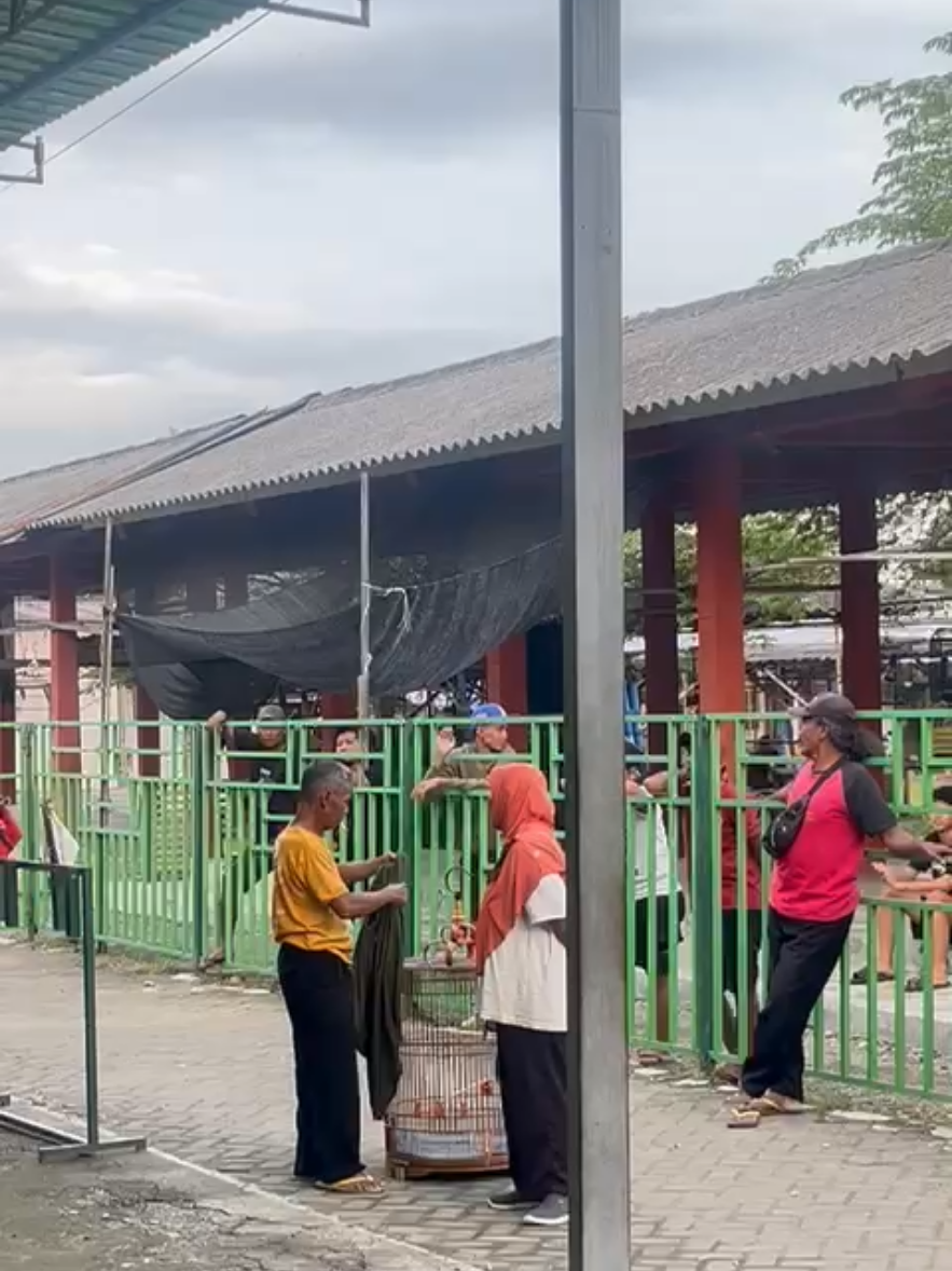 HOBI ✅ KESETIAAN ✅🔥 sehat selalu nggeh Mbah🙏 #pengusahamudasukses #fypシ゚viral #storyjowo #kicaumania #jogja24jam #SMM #muraibatuindonesia #kenarimaniaindonesia 