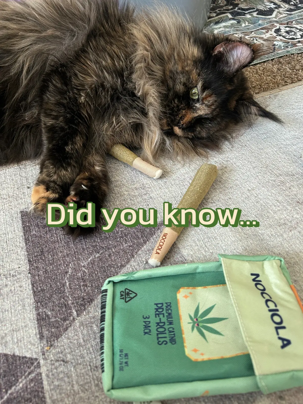 Did you know that not all cats react to catnip? Some don’t react at all and a cat’s response can vary greatly from one cat to another 😸 #catsoftiktok #catnip #catsoncatnip #catfacts #catniphigh 