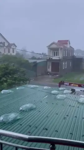 Bão nóng rọt sợ bay tôn. Nằm lên chắn. Rõ khổ. Cơ khổ😭 cây còn bay tung toé người mấy chốc mà thơ🥹 # cập nhật cơn bão kajiki hã tĩnh