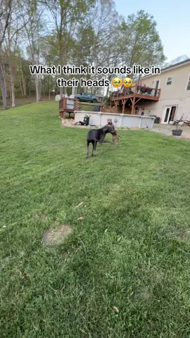 #doglover #pitty #dogsofttiktok 