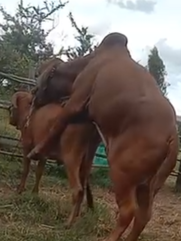 bull cow meeting 804 | #cowmeeting #foryou #pferdmeating #unfreezemyacount #bull bauernhofmeat 
