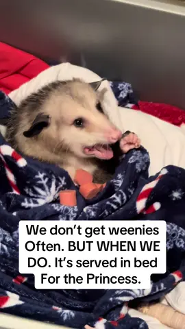 #opossum 