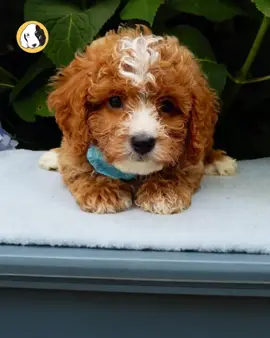 Say hello to Joey, the F1b Cavapoo boy with curly fur, soulful eyes, and a heart that’s all love! 🐾❤️ Friendly, playful, and hypoallergenic, Joey is the perfect companion for snuggles, fetch, and every cozy moment in between. He’s got a mellow vibe, a cuddly nature, and a personality that instantly wins hearts. Whether it’s playtime or nap time, Joey is always by your side — loyal, lovable, and ready for his forever home. 🐶✨ Comes with: ✅ Direct Home Delivery ✅ 24/7 Lifetime Vet Support ✅ Microchip & Health Certificate ✅ 3–Year Health Plan (extendable to 10 years) Now available at Central Park Puppies, where happy tails begin. 🐾 Please check our website for availability: www.centralpups.com #F1bCavapoo #CavapooPuppy #FluffyPup #AvailablePuppy #PuppyLove #HypoallergenicDog #CentralParkPuppies #PuppyDelivery #SmallBreedPuppy #PuppyAdoption #DogsOfInstagram #PuppyLife #NYCPuppies
