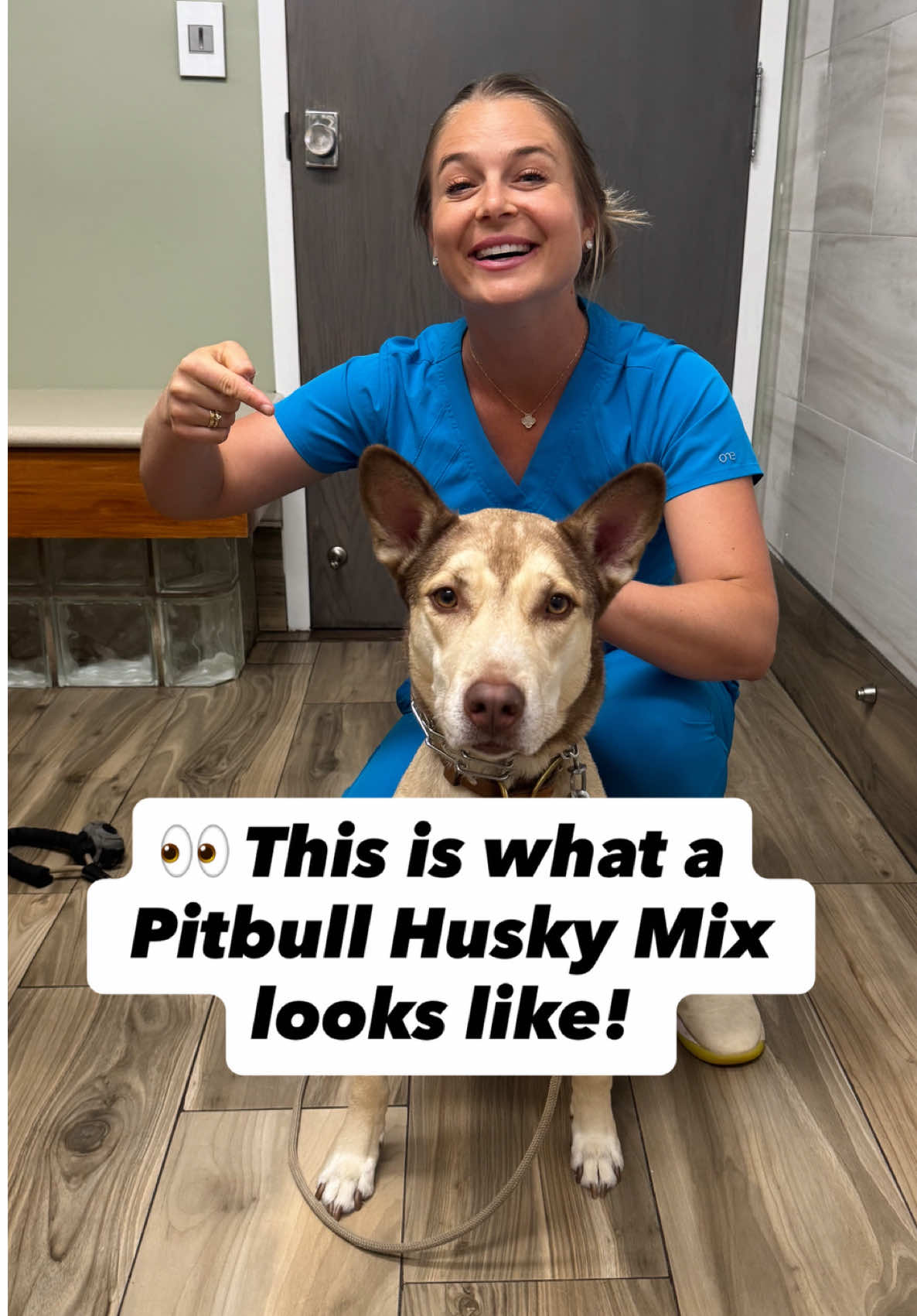 What do you think? #pitbullhuskymix #pitbullhusky #pitbull #husky #dog #dogsofinstagram #doglovers #dogmix #mixbreeddog #mutt #muttlove