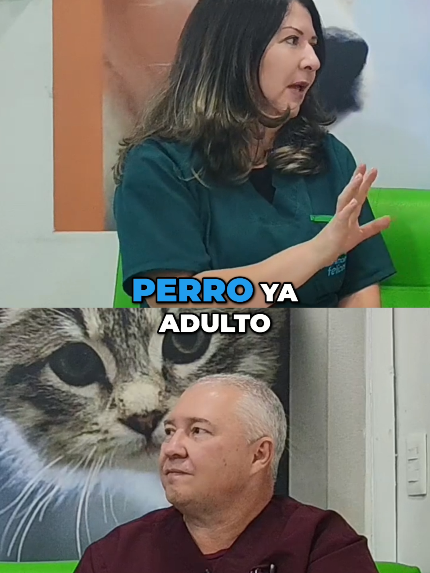 📅🐾 ¿Cada cuánto debes desparasitar a tu perro adulto? Mantener un calendario de desparasitación es clave para la salud y bienestar de tu peludo 😍🐕. 👉 En este video te damos una guía fácil y práctica para que nunca se te pase. #DesparasitaciónCanina #PerrosFelices #SaludDeMascotas #CuidadoCanino #AnimalesFelices 🐾