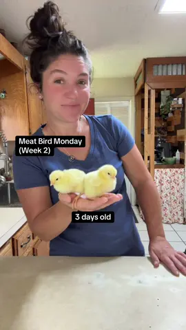 Meat Bird Monday: week 2 They’re way more lively this week #truckerwifetip  #homemade #chickens #meatbirds #homestead 